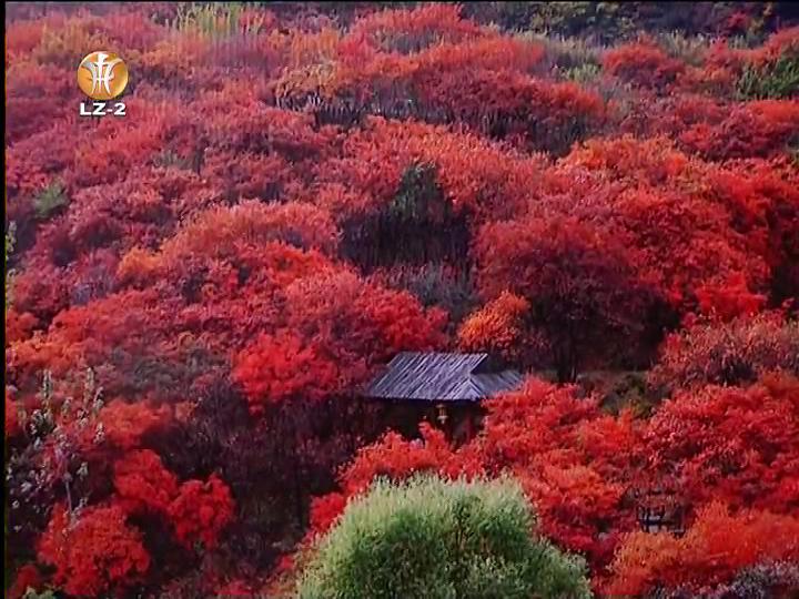 入冬周边游&nbsp;泸州游客热衷赏红叶(图3)