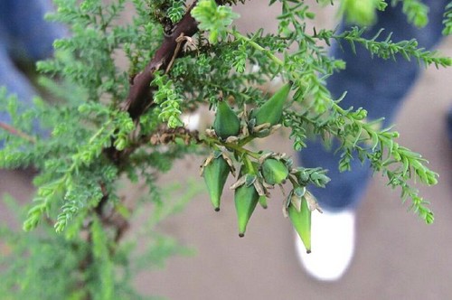 "奇怪"物种验明正身 确为疏花水柏枝(图1) "奇怪"物种验明正身 确为疏花水柏枝(图1)