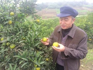 内江借力网络营销 柑橘还没下树已预订一空(图1) 内江借力网络营销 柑橘还没下树已预订一空(图1)