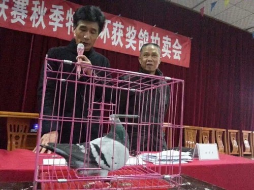 泸州举行川南赛鸽联赛获奖鸽拍卖:最高价2万元(图4) 泸州举行川南赛鸽联赛获奖鸽拍卖:最高价2万元(图4)