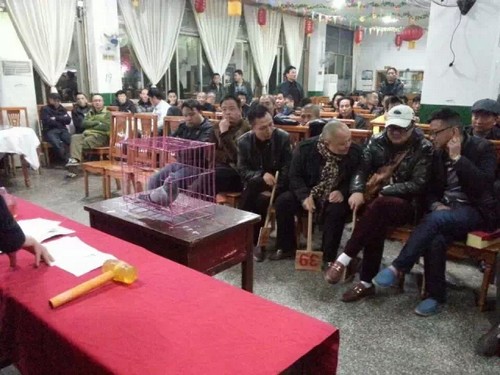 泸州举行川南赛鸽联赛获奖鸽拍卖:最高价2万元(图2) 泸州举行川南赛鸽联赛获奖鸽拍卖:最高价2万元(图2)