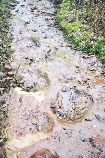泸州：古蔺又现200恐龙脚印&nbsp;建地质公园够格(图1)
