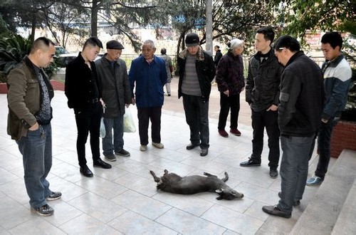 泸州:你听说过毛冠鹿吗?古蔺大山深处又出稀奇(图2) 泸州:你听说过毛冠鹿吗?古蔺大山深处又出稀奇(图2)