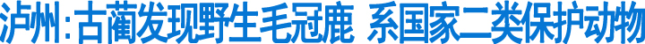 古蔺发现野生毛冠鹿&nbsp;系国家二类保护动物(图1)