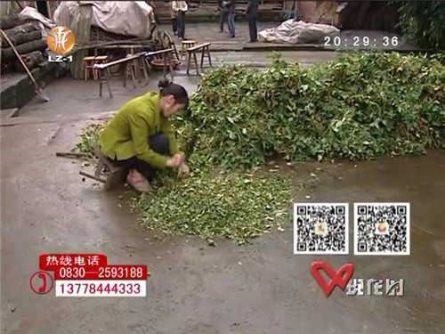 泸州花季少女身患白血病&nbsp;贫苦家庭无奈求帮助(图2)