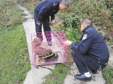 乌雕贪嘴拉肚子 迁徙途中在泸州落单摔下来(图2) 乌雕贪嘴拉肚子 迁徙途中在泸州落单摔下来(图2)
