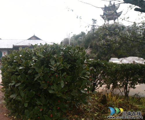 泸州叙永:丹山降瑞雪 红果报祥瑞(图)(图3) 泸州叙永:丹山降瑞雪 红果报祥瑞(图)(图3)