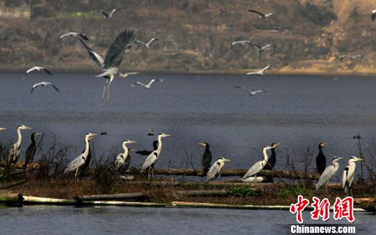 内江隆昌古宇湖迎来首批7万只迁徙候鸟(图1)