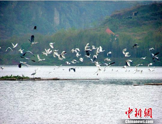 内江隆昌古宇湖迎来首批7万只迁徙候鸟(图2)