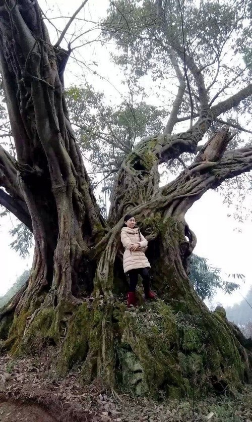 合江惊现千年“老妖”!看到后怎么办!(图2) 合江惊现千年“老妖”!看到后怎么办!(图2)