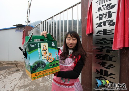 泸州:"金凤凰"变"烫手山芋" 优质土鸡销售遇瓶颈(图1) 泸州:"金凤凰"变"烫手山芋" 优质土鸡销售遇瓶颈(图1)