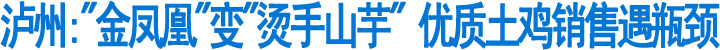 "金凤凰"变"烫手山芋"&nbsp;优质土鸡销售遇瓶颈(图1)