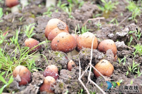 宜宾大观镇:飞马村蘑菇种植基地喜迎广大游客(图1) 宜宾大观镇:飞马村蘑菇种植基地喜迎广大游客(图1)