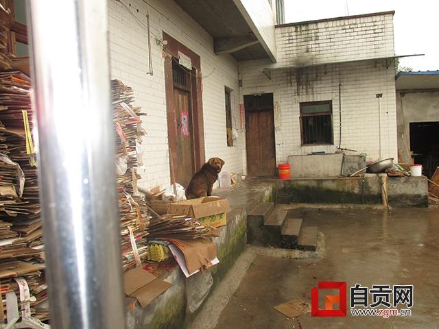 自贡村民家藏獒突然发狂 民警连开3枪将其击毙(图)