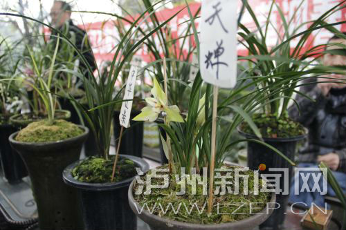 各地爱好者聚焦泸州 参加兰花奇石展示交流会(图2) 各地爱好者聚焦泸州 参加兰花奇石展示交流会(图2)