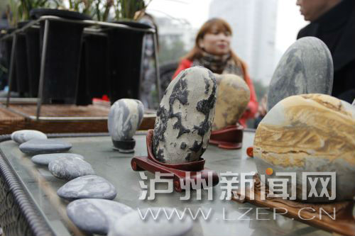 各地爱好者聚焦泸州 参加兰花奇石展示交流会(图3) 各地爱好者聚焦泸州 参加兰花奇石展示交流会(图3)