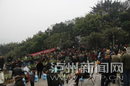 各地爱好者聚焦泸州 参加兰花奇石展示交流会(图1) 各地爱好者聚焦泸州 参加兰花奇石展示交流会(图1)