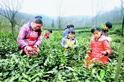 宜宾2015年春茶开采(图1)
