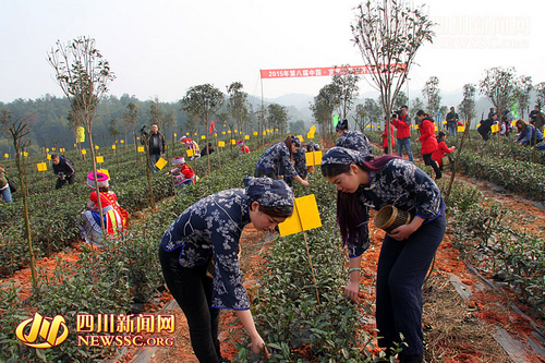 宜宾生态早茶开采 质量安全实现全程追溯(图1) 宜宾生态早茶开采 质量安全实现全程追溯(图1)