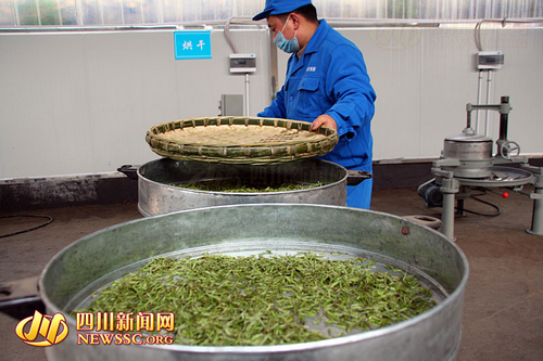 宜宾生态早茶开采 质量安全实现全程追溯(图4) 宜宾生态早茶开采 质量安全实现全程追溯(图4)