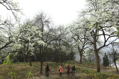 泸州泸县云锦镇第六届梨花节昨日开幕(图1) 泸州泸县云锦镇第六届梨花节昨日开幕(图1)