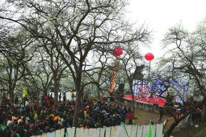 泸州泸县云锦镇第六届梨花节昨日开幕(图5) 泸州泸县云锦镇第六届梨花节昨日开幕(图5)