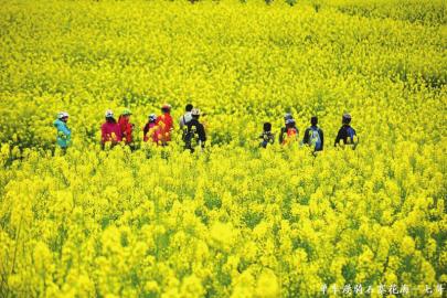 泸州泸县云锦镇第六届梨花节昨日开幕(图7) 泸州泸县云锦镇第六届梨花节昨日开幕(图7)