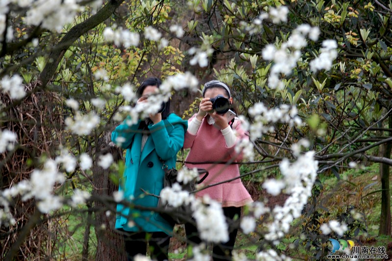 华阳、丹林、石寨:共启酒城郊游踏春盛宴(图11) 华阳、丹林、石寨:共启酒城郊游踏春盛宴(图11)