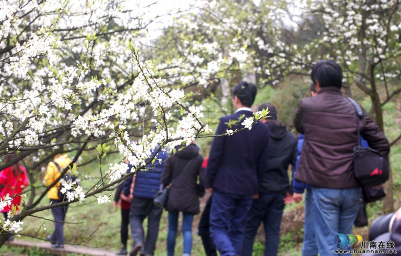 华阳、丹林、石寨:共启酒城郊游踏春盛宴(图10) 华阳、丹林、石寨:共启酒城郊游踏春盛宴(图10)