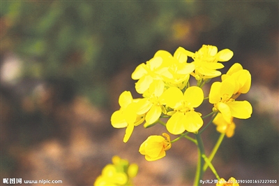 宜宾赏花地图 带你遇见最美的春天(图)(图8) 宜宾赏花地图 带你遇见最美的春天(图)(图8)