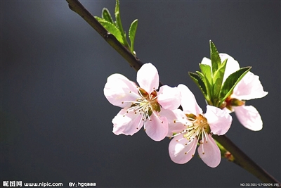 宜宾赏花地图 带你遇见最美的春天(图)(图3) 宜宾赏花地图 带你遇见最美的春天(图)(图3)
