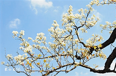 宜宾赏花地图 带你遇见最美的春天(图)(图6) 宜宾赏花地图 带你遇见最美的春天(图)(图6)