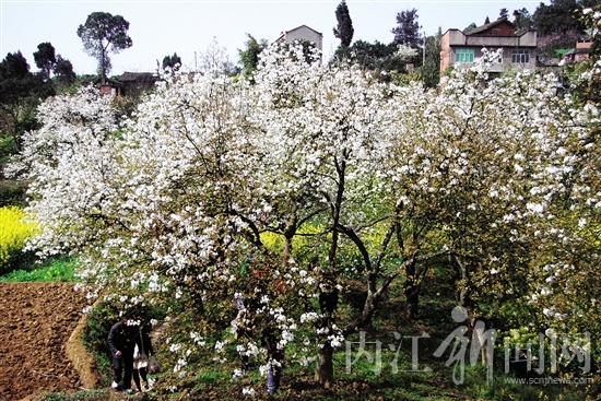 旅游阳春三月&nbsp;八大线路，带你畅游内江花海(图6)