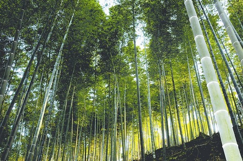 叙永现全省最大“竹海”(图1) 叙永现全省最大“竹海”(图1)