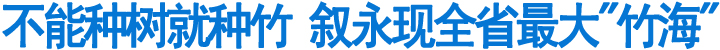 不能种树就种竹&nbsp;叙永现全省最大"竹海"(图1)