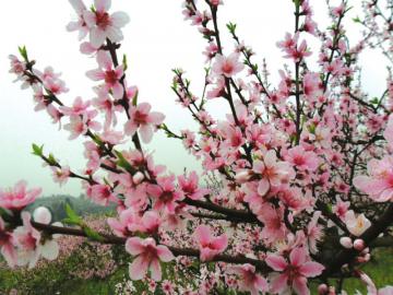 内江中山乡千亩桃园&nbsp;周末来看桃花雨(图1)