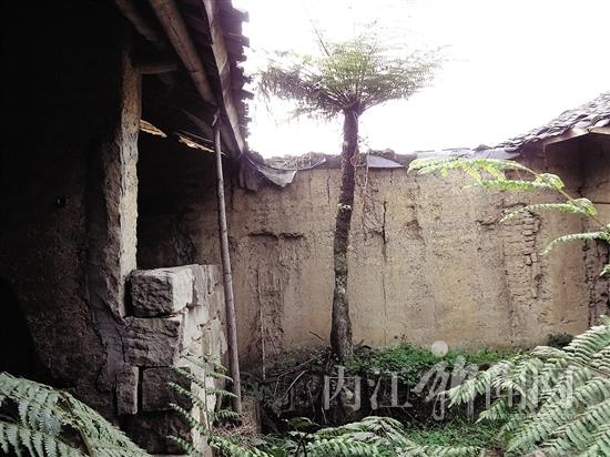 内江隆昌发现野生恐龙草 堪称“活化石”(图2) 内江隆昌发现野生恐龙草 堪称“活化石”(图2)