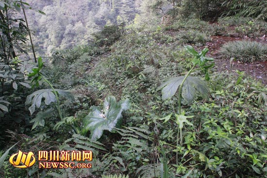 泸州古蔺县发现野生八角莲(图1) 泸州古蔺县发现野生八角莲(图1)