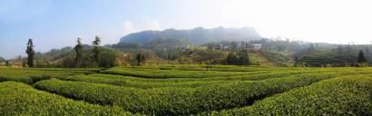 递上茶叶名片 宜宾叩开“一带一路”大门(图2) 递上茶叶名片 宜宾叩开“一带一路”大门(图2)