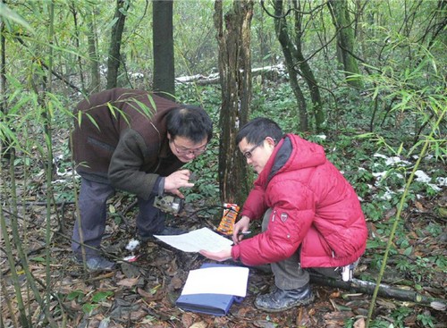 宜宾:屏山县正式列入全国大熊猫栖息地(图2) 宜宾:屏山县正式列入全国大熊猫栖息地(图2)