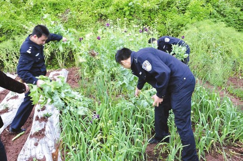 罂粟开在农家地 大妈说种子是捡来的(图1) 罂粟开在农家地 大妈说种子是捡来的(图1)