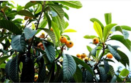 泸州纳溪天仙枇杷节&nbsp;万亩枇杷等你摘(图2)