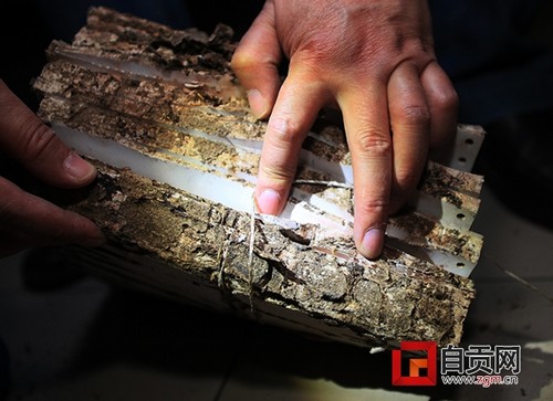 白蚁盛飞期将持续至5月上旬 市民不必惊慌(图2) 白蚁盛飞期将持续至5月上旬 市民不必惊慌(图2)