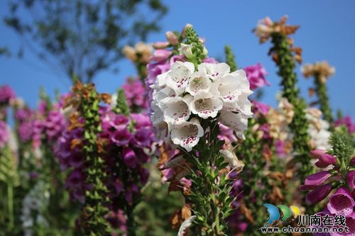 五一去哪玩?乡溪丽色看花海 江门古寨品豆花(图2) 五一去哪玩?乡溪丽色看花海 江门古寨品豆花(图2)