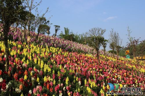 五一去哪玩?乡溪丽色看花海 江门古寨品豆花(图1) 五一去哪玩?乡溪丽色看花海 江门古寨品豆花(图1)