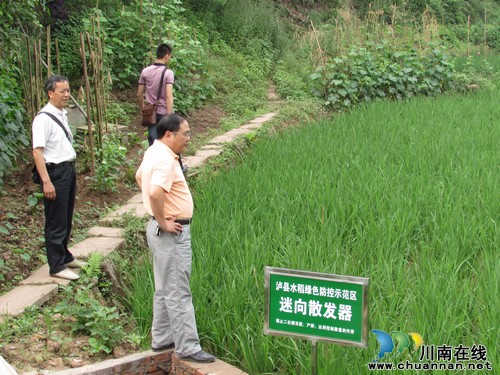 泸州市农业局植保专家莅临泸县指导绿色防控工作(图2) 泸州市农业局植保专家莅临泸县指导绿色防控工作(图2)
