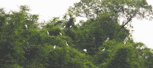 白鹭吵闹破坏庄稼&nbsp;泸州村民"赶鸟"却没好办法(图1)