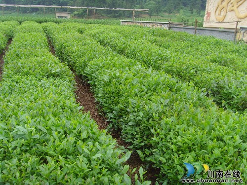 杭州泸州 共念“茶经”(图4) 杭州泸州 共念“茶经”(图4)