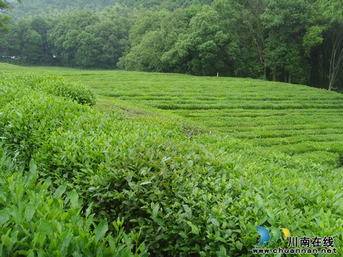 杭州泸州 共念“茶经”(图3) 杭州泸州 共念“茶经”(图3)