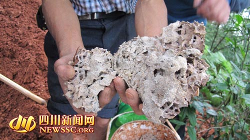 泸州深山挖出直径约20mm白蚁蚁后&nbsp;蚁巢5箩筐(图2)